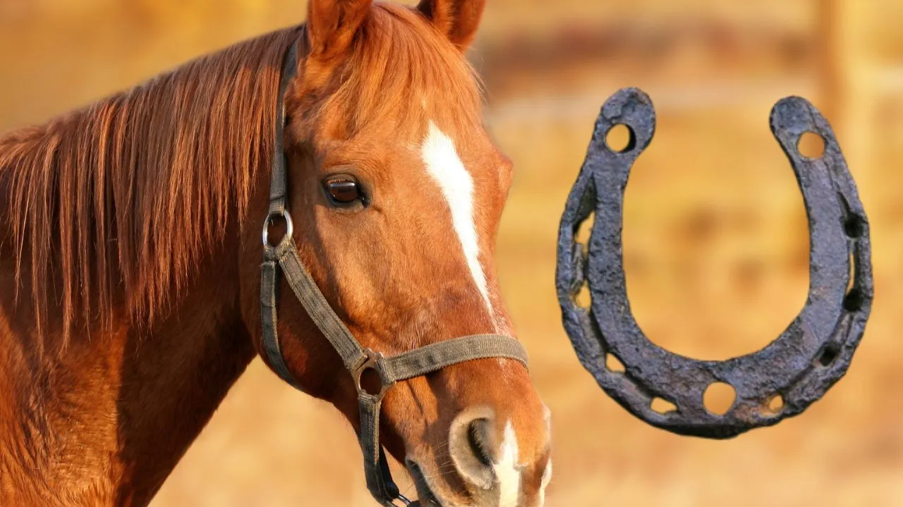 The secret of the horseshoe