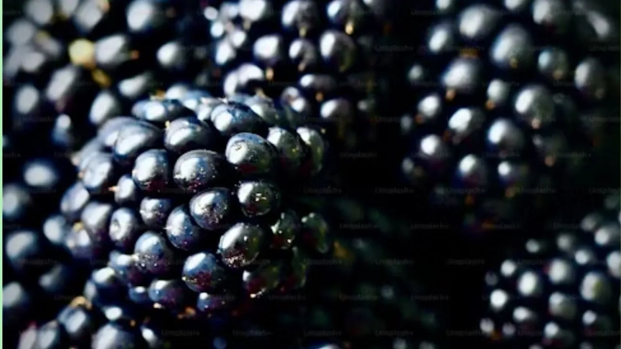 blackberry 