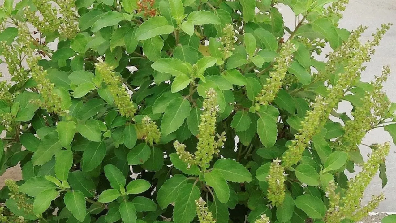 tulsi   