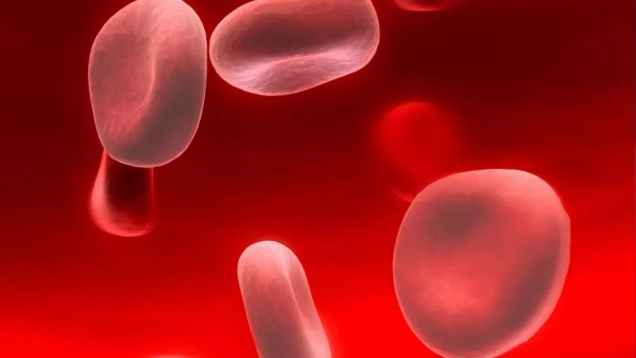 blood 