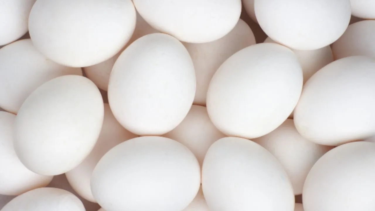 egg 