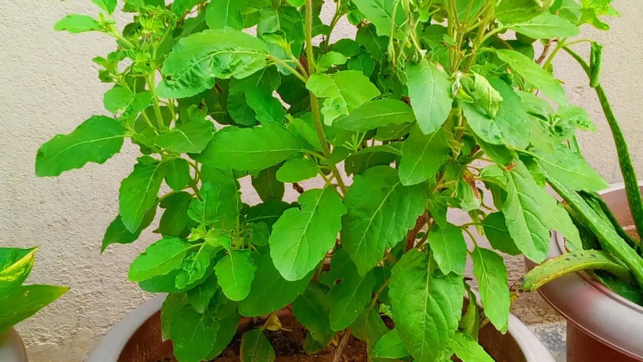 tulsi  