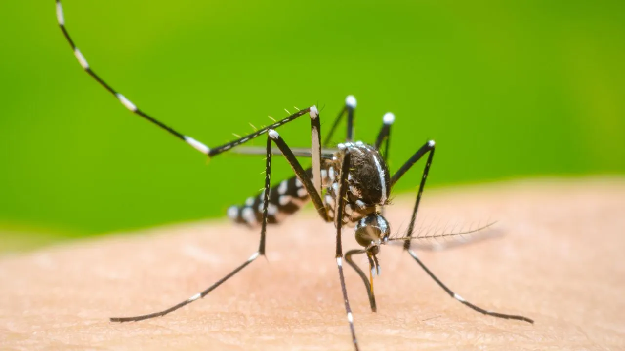 dengue 