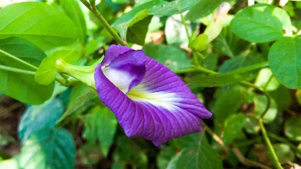 aprajita  