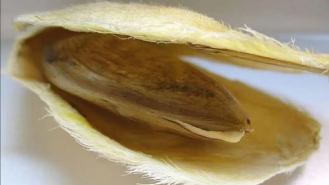 Benefits Of Mango Seeds  
