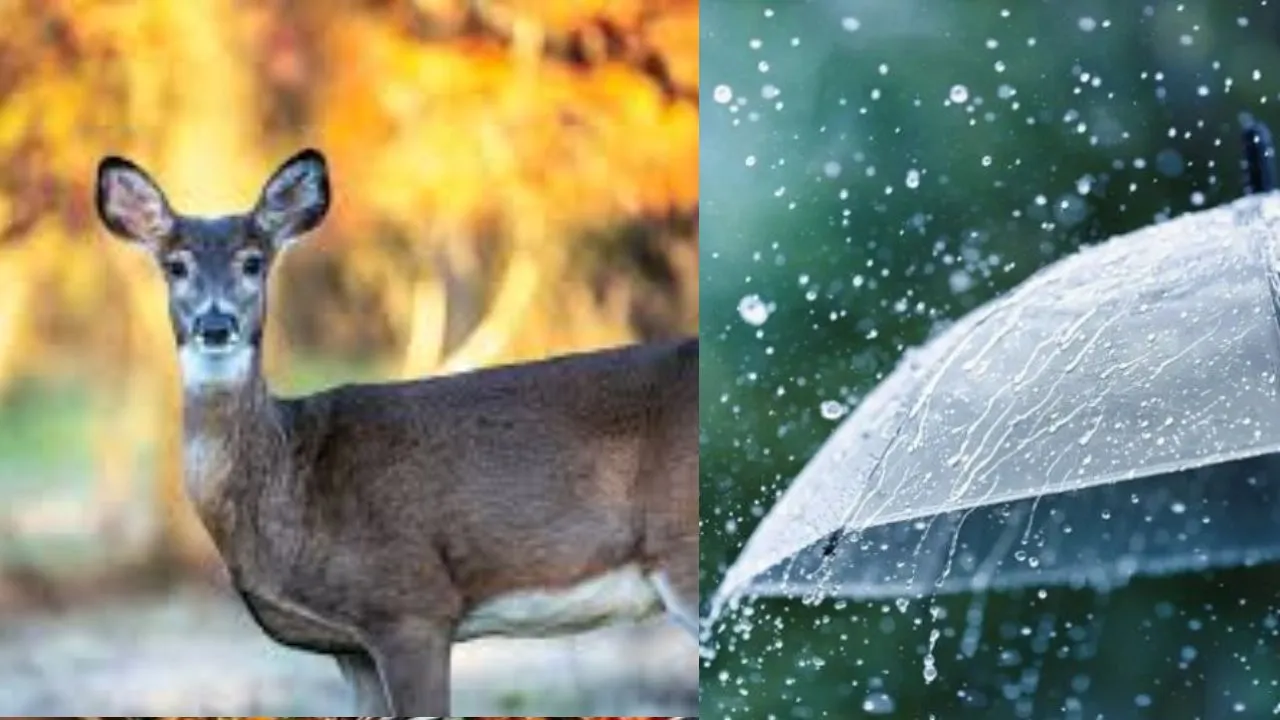 barish 