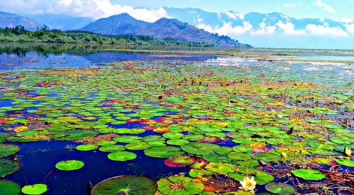 वुलर : भारत में ताजे पानी की सबसे बड़ी झील