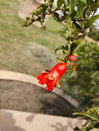 Vivo Z1x Camera Review