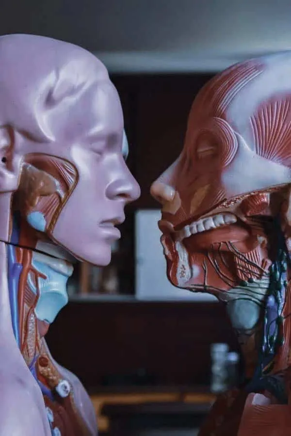 Artificial organs