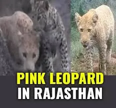 Rare Pink Leopard spotted in Rajasthan: Locals of Ranakpur village are proud and concerned! Read more! 