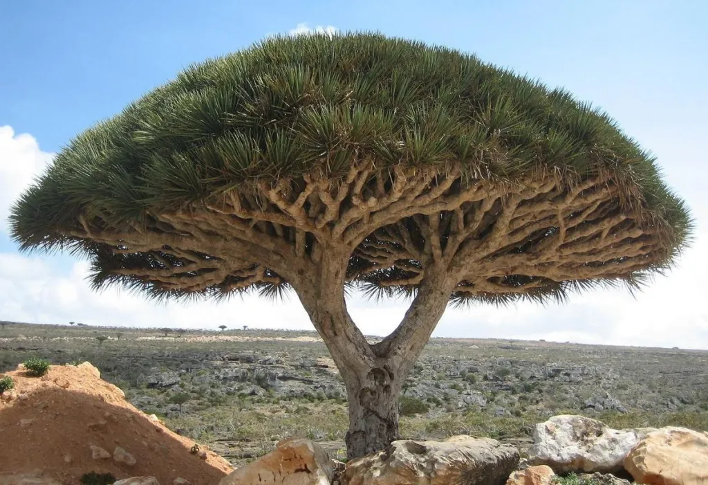 Internet<br />
Dragon Blood Tree