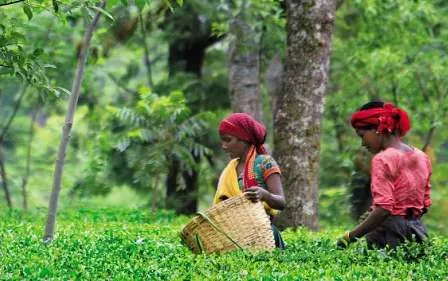 GI Tag got added to Himachal Pradesh’s Kangra Tea by European Commission.