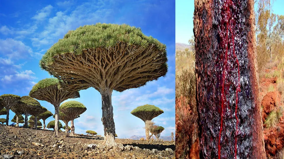 Internet<br />
Dragon Blood Tree