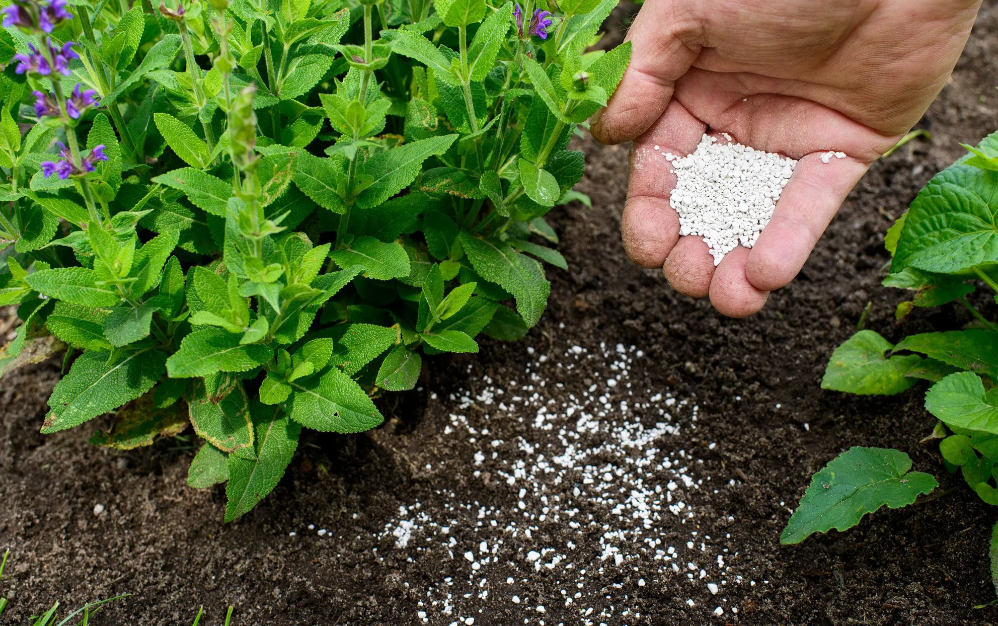 How to Correctly Fertilize All Your Plants