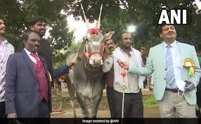 Bengaluru krishi mela: At Bengaluru Krishi Mela, This Rare Breed Of Bull Is Main Attraction!