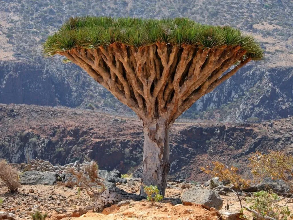 Internet<br />
Dragon Blood Tree