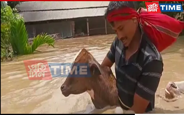Another resident of Kampur seen with cattle being shifted to relief camp  