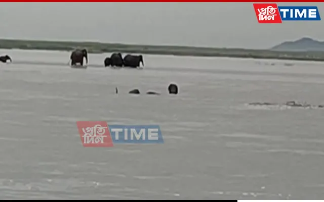 Elephants trying to cross Kaziranga National Park which is completely under water  