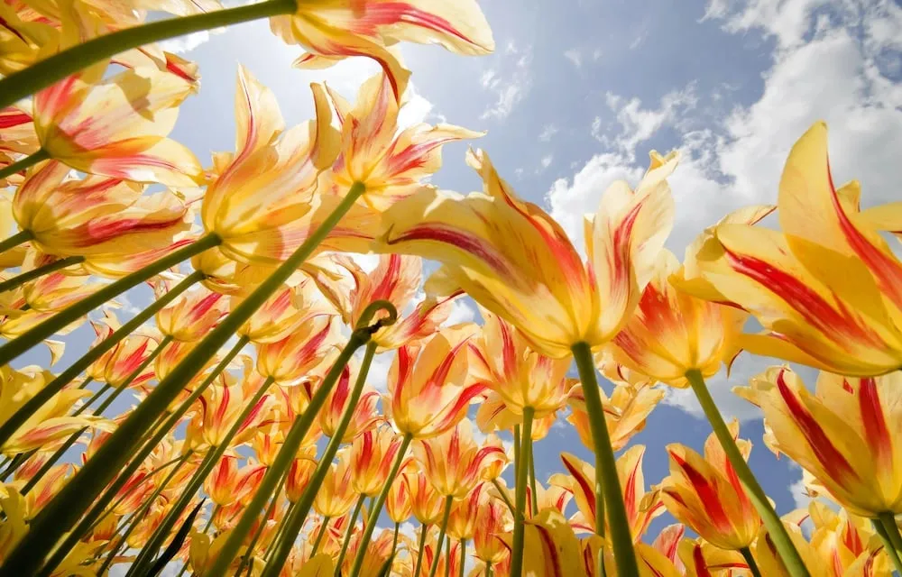 Vernal Equinox  