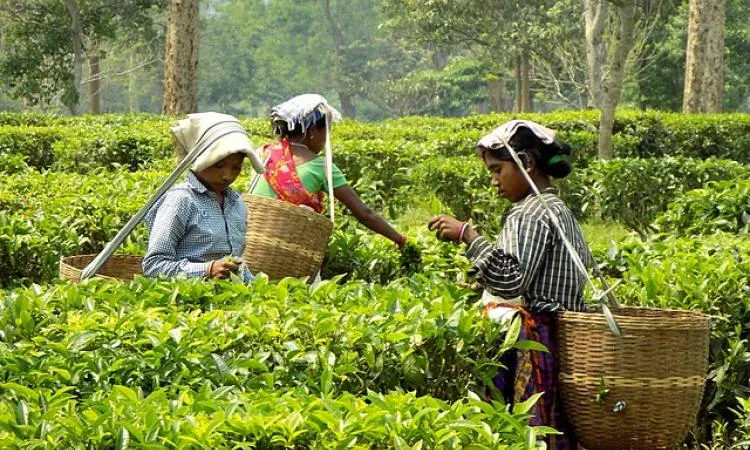 Women of the community plucking tea leaves   