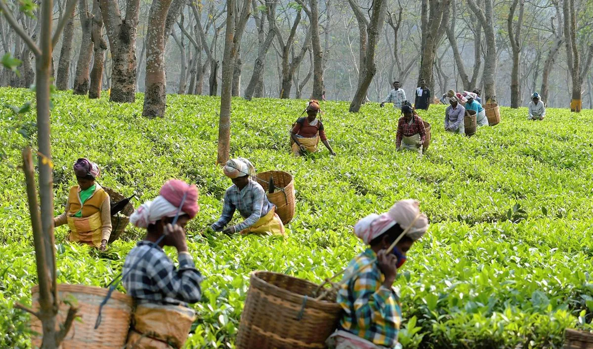 Tea garden workers plucking tea leaves  