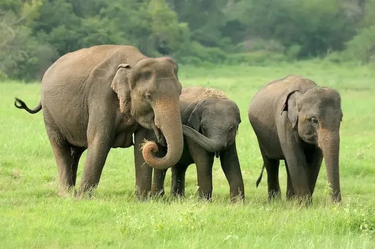 Dehing Patkai National Park  National Parks Of Assam to visit