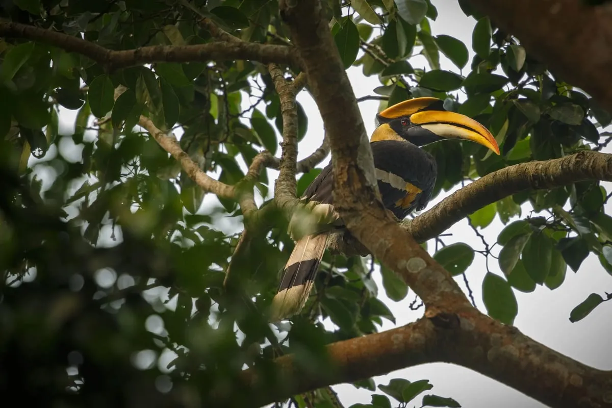 Nameri National Park  National Parks Of Assam to visit