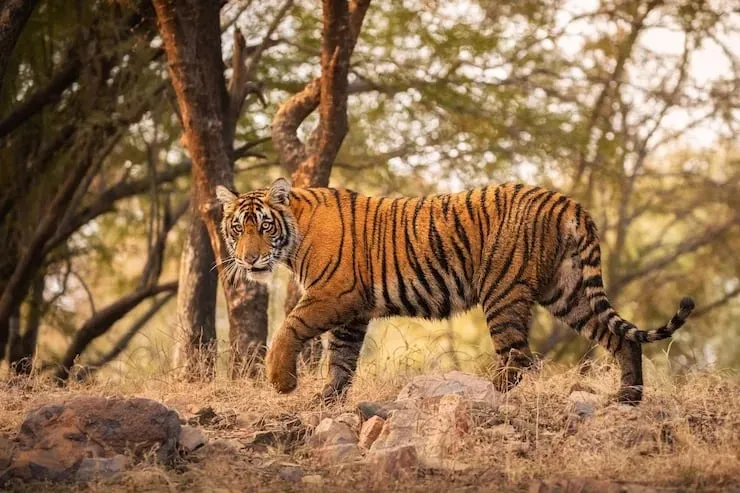 Orang National Park and Tiger Reserve  National Parks Of Assam to visit