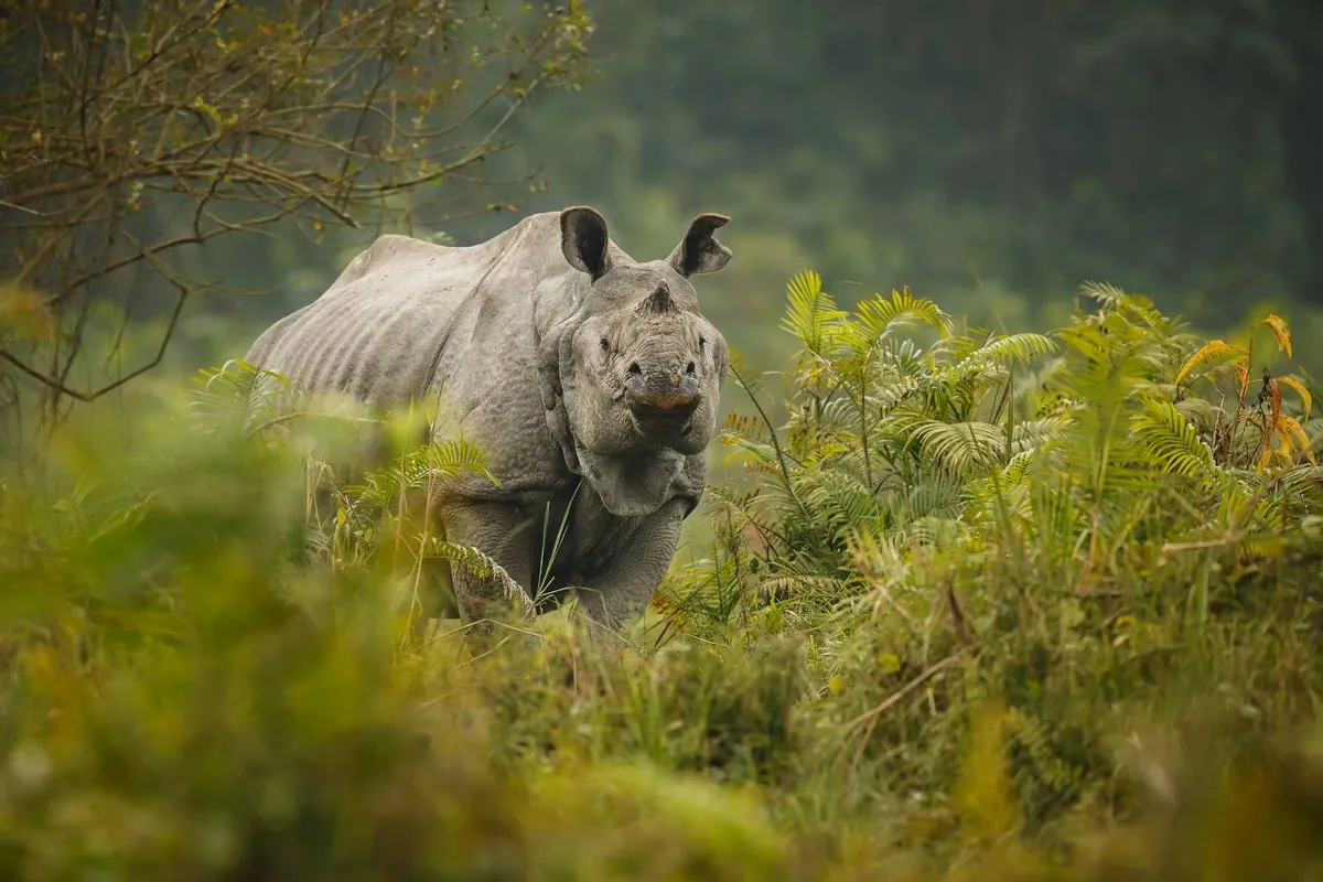 Kaziranga National Park  National Parks Of Assam