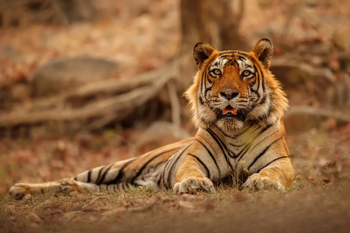 Manas National Park  National Parks Of Assam
