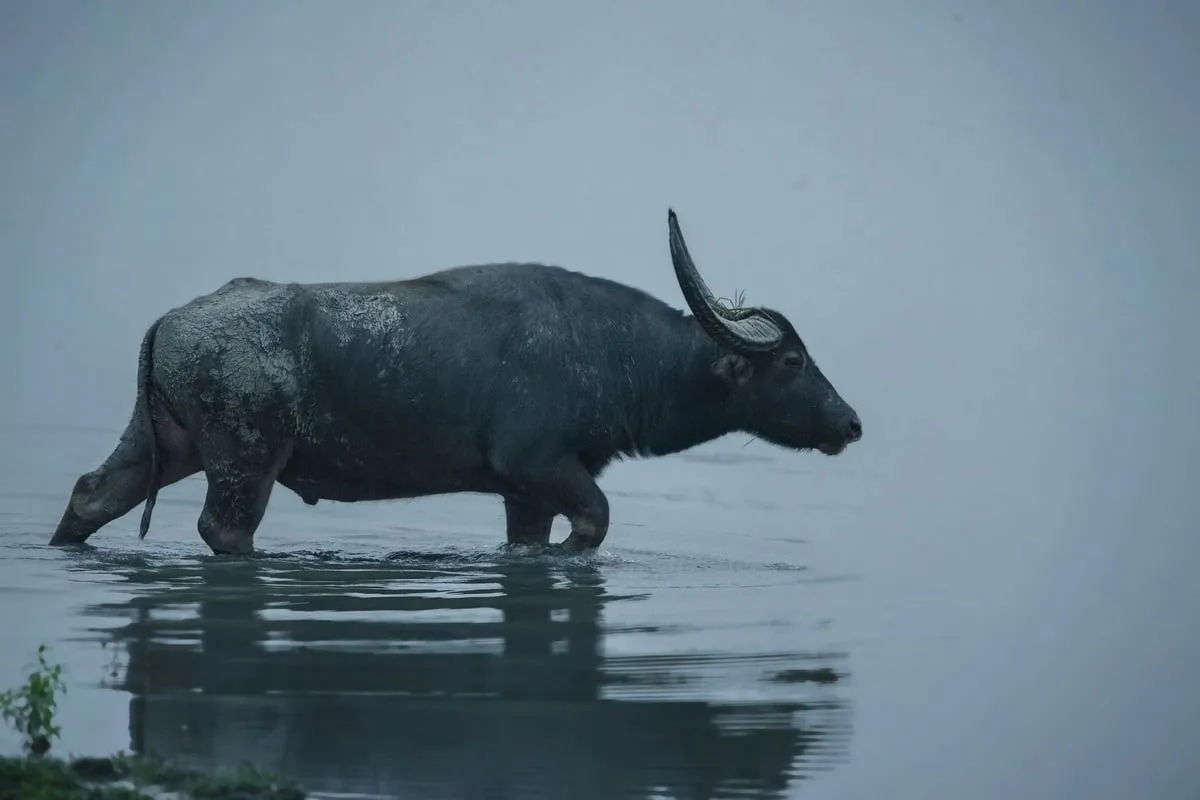 Dibru Saikhowa National Park  National Parks Of Assam to visit