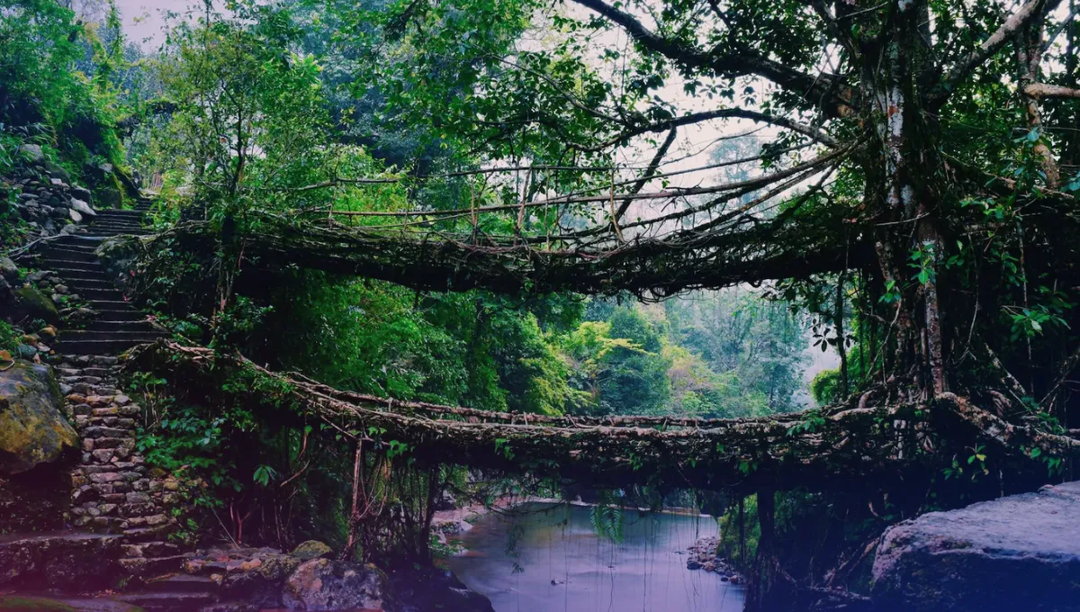 double decker living root bridge  PratidinTime