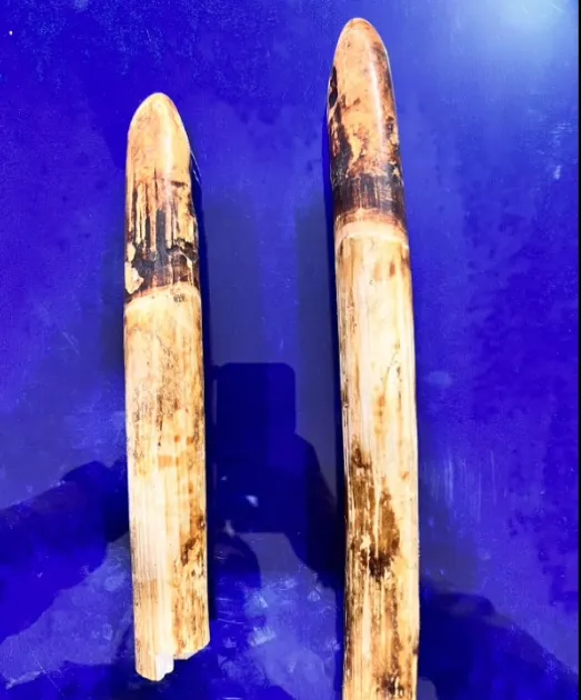 Ivory Tusks  