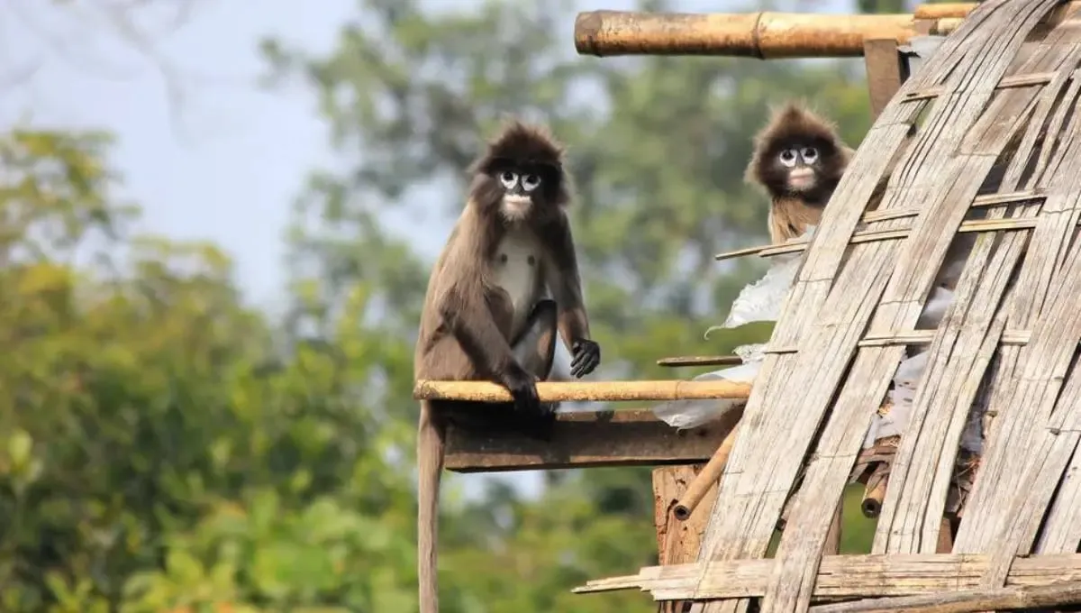   Sepahijala Wildlife Sanctuary