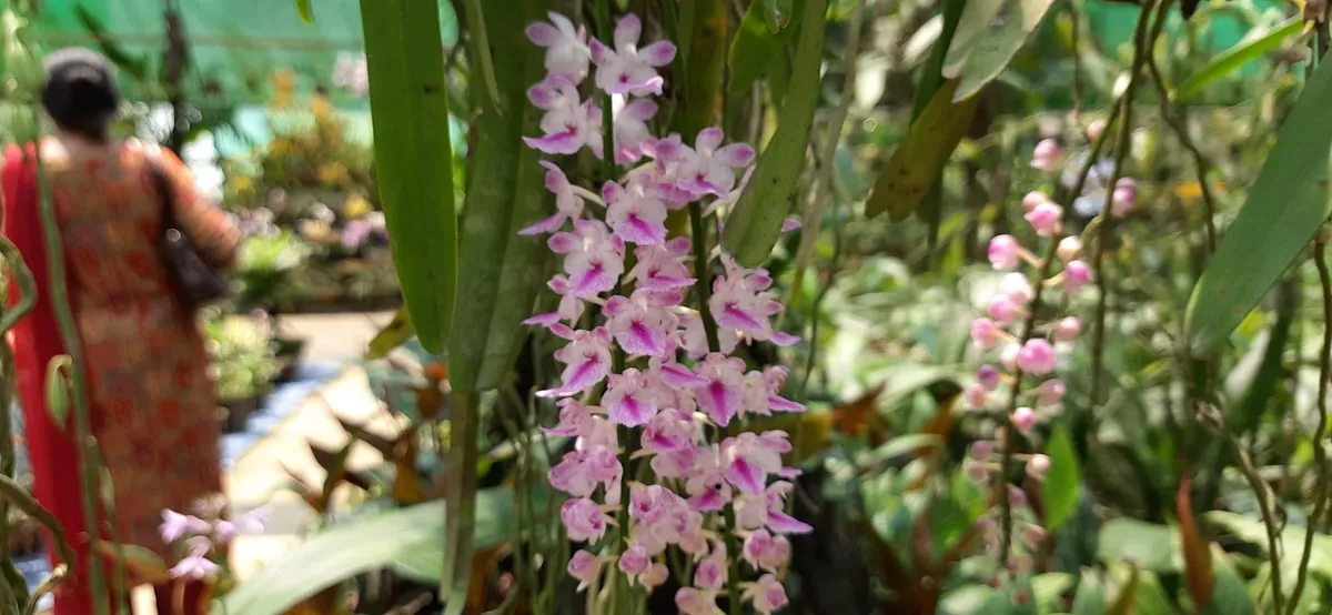 Some orchids at the garden  