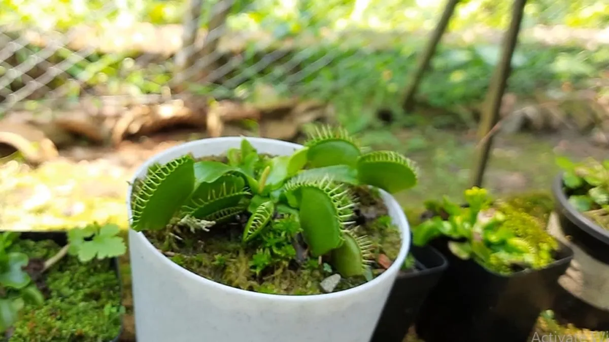 Venus flytrap  