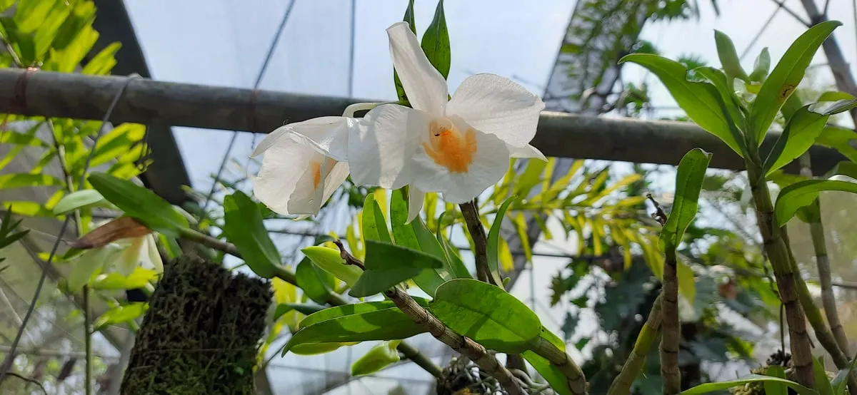 Some orchids at the garden  