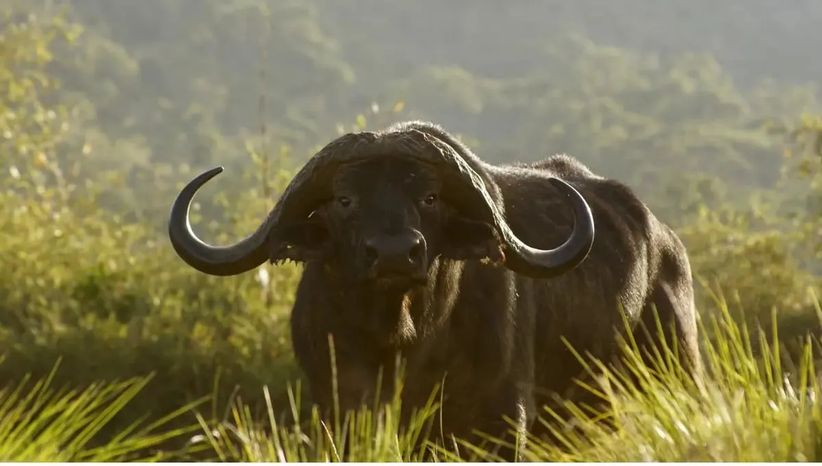   Bison (Rajbari) National Park in Tripura,