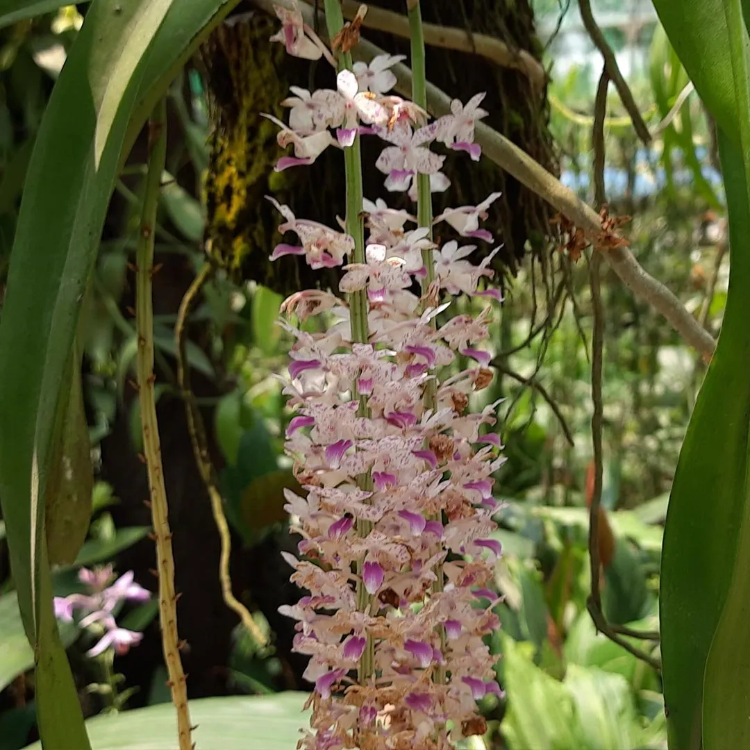 Wild foxtail orchid (Kopou phool)  