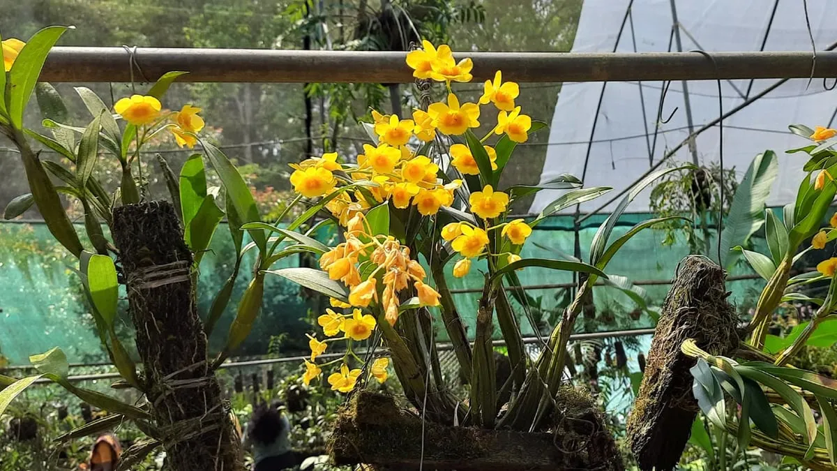 Some orchids at the garden  