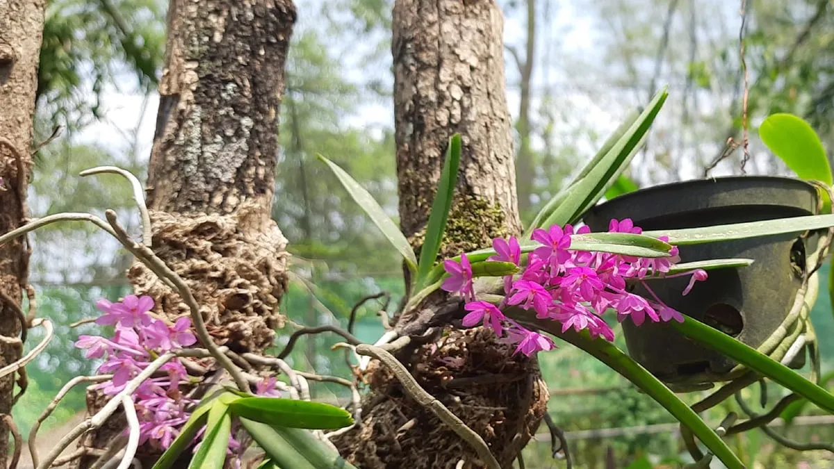 Some orchids at the garden  