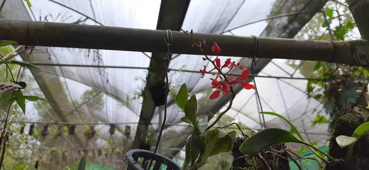 Some orchids at the garden  
