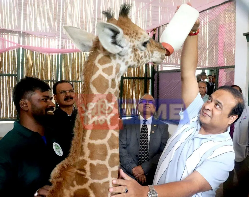 2023: Assam CM Names Baby Giraffe 'Parijat'; Announces Rs 350 Crore Overhaul Of State Zoo  