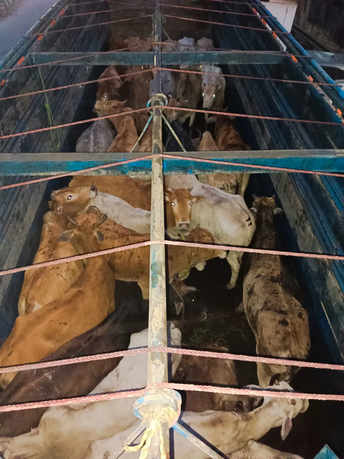 Two trucks were seized and a total of 60 cattle heads were rescued  