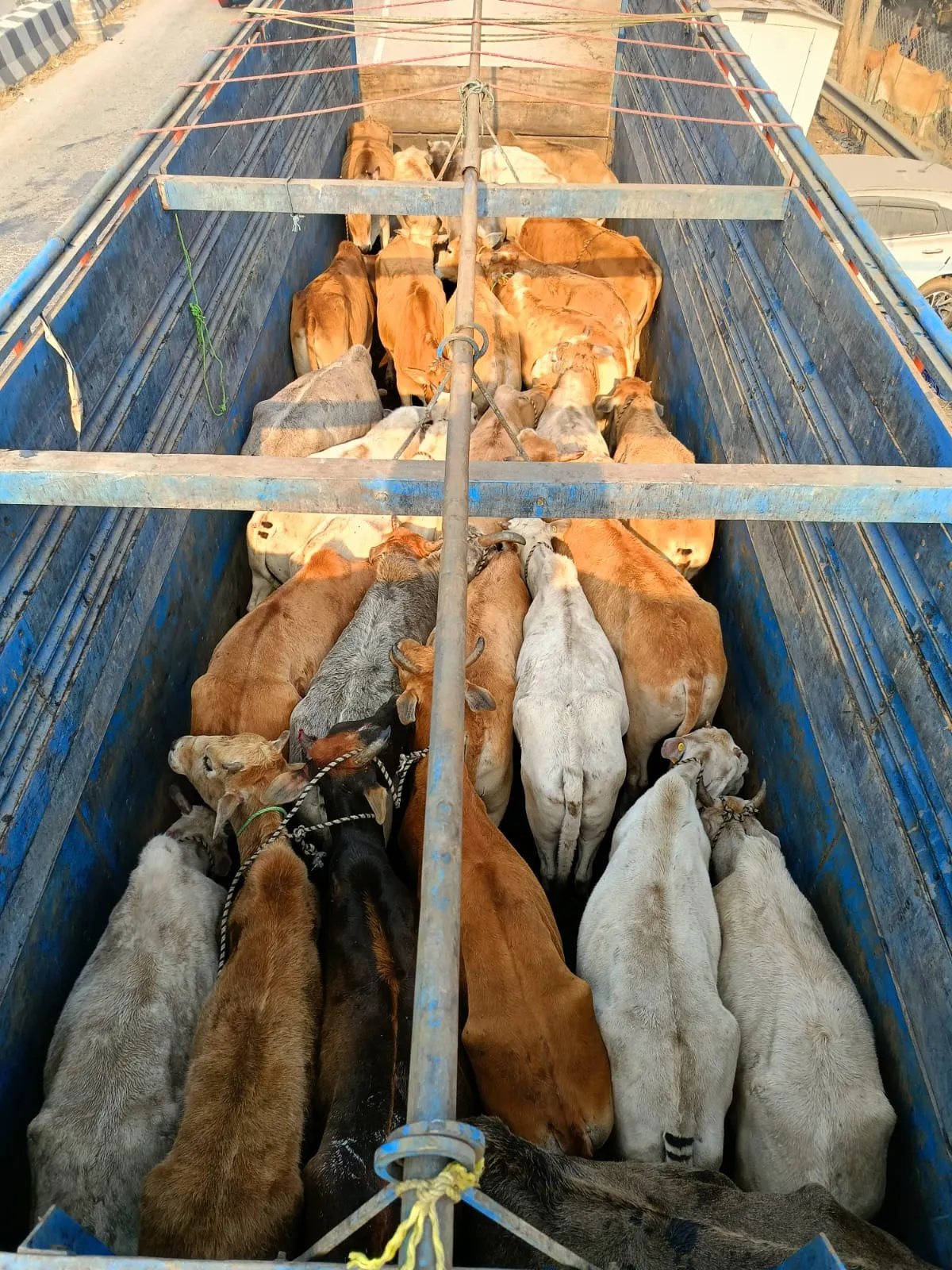 Two trucks were seized and a total of 60 cattle heads were rescued  