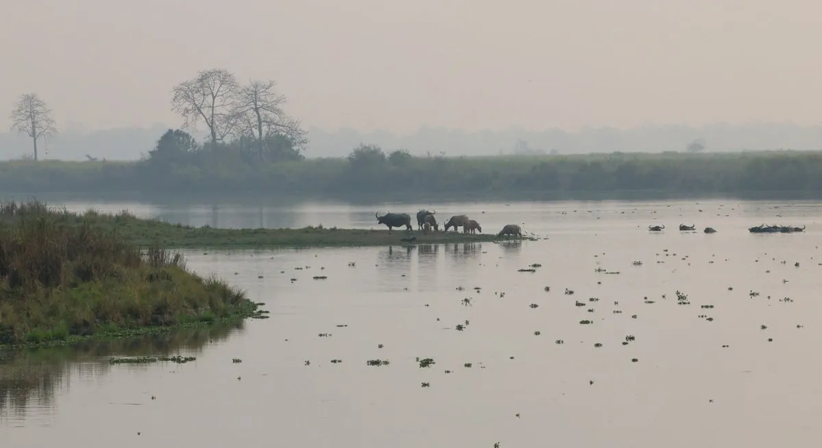 PM Modi's Kaziranga trip in pictures  Image: X/Narendra Modi