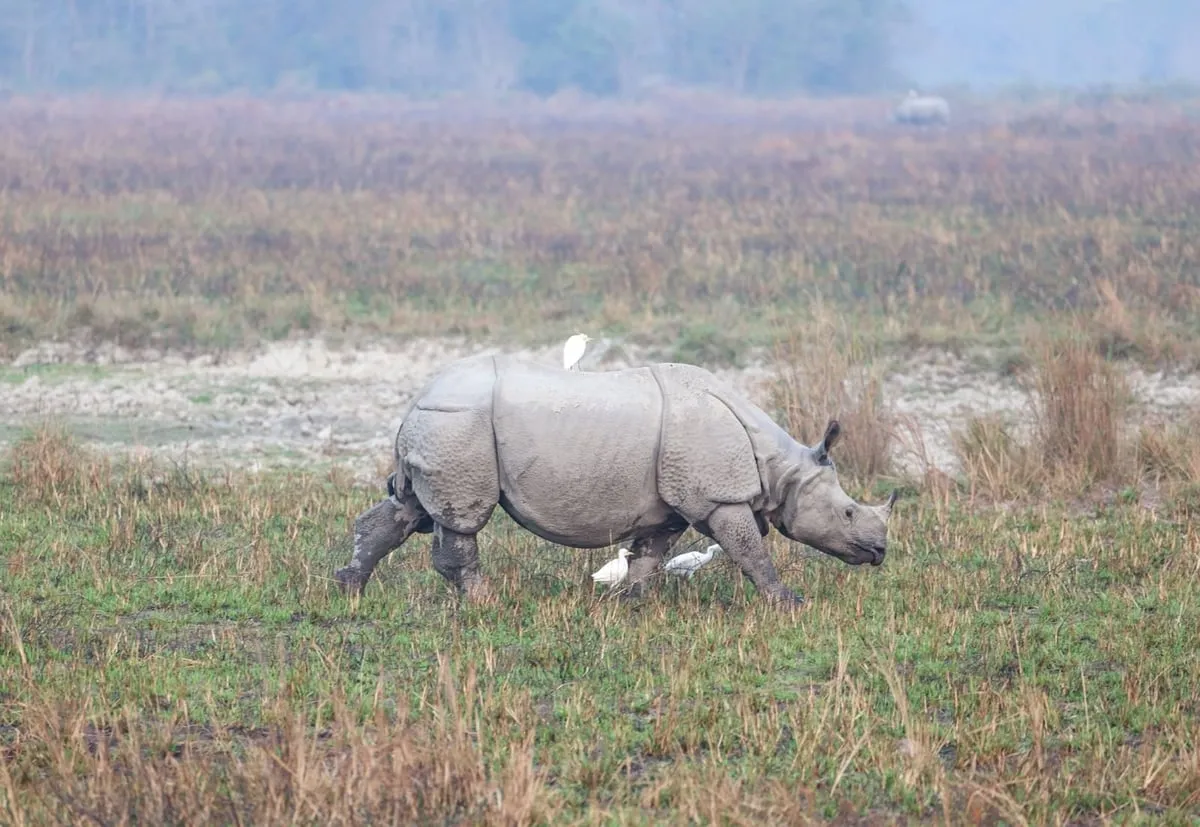 PM Modi's Kaziranga trip in pictures  Image: X/Narendra Modi