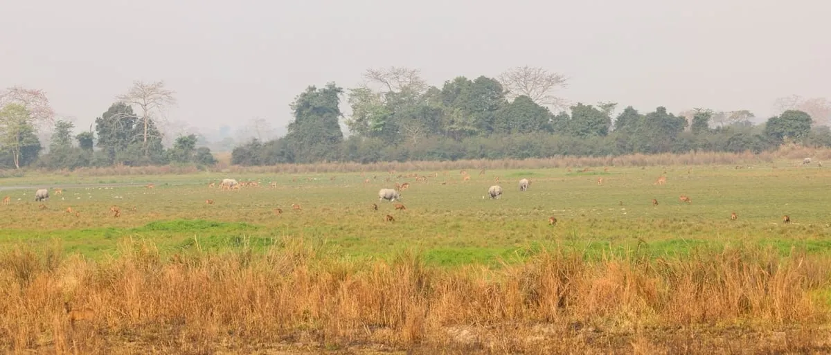 PM Modi's Kaziranga trip in pictures  Image: X/Narendra Modi