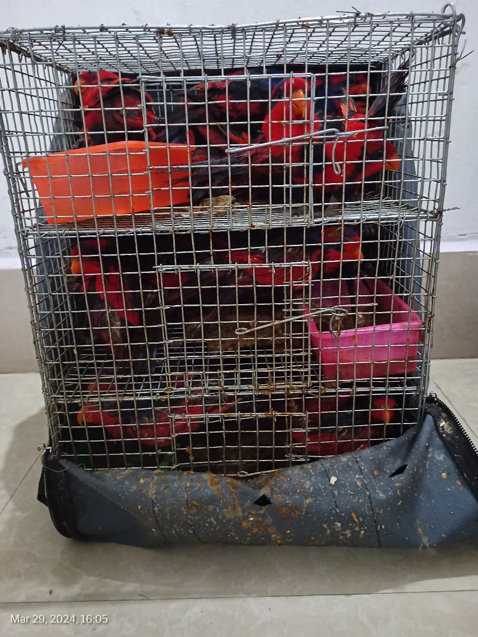 Who Smuggles Exotic Animals to India via Assam?  