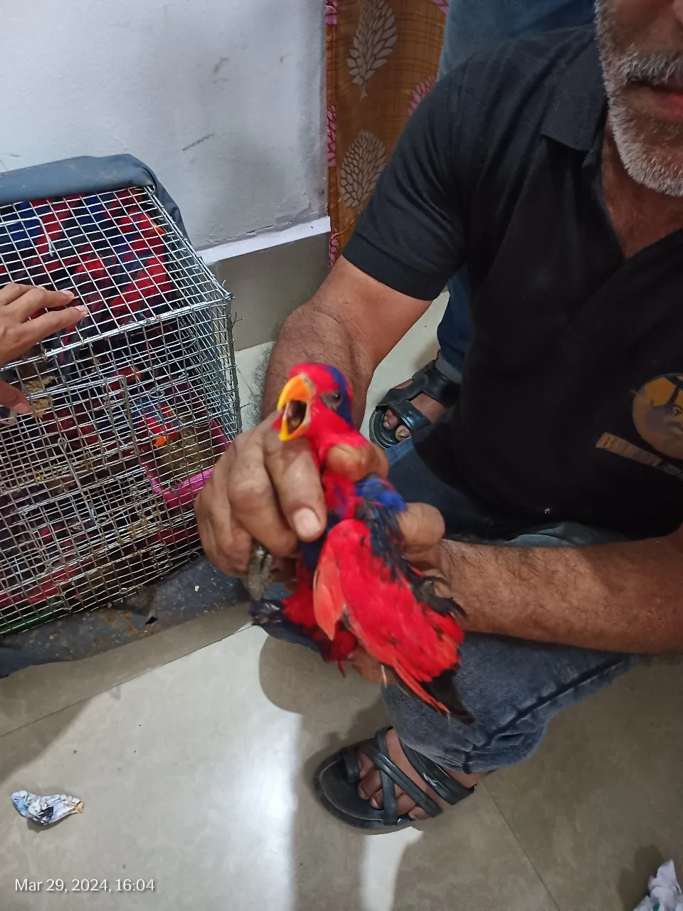 Who Smuggles Exotic Animals to India via Assam?  